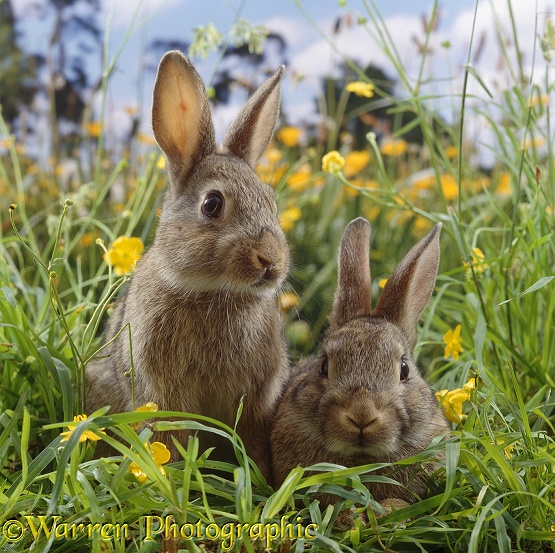 Two young European wild rabbits (Oryctolagus cuniculus) amongst Buttercups in a field