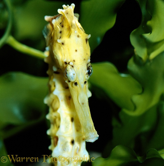 Spotted Seahorse (Hippocampus kuda) head portrait with eyes rotating independently.  Indo-pacific