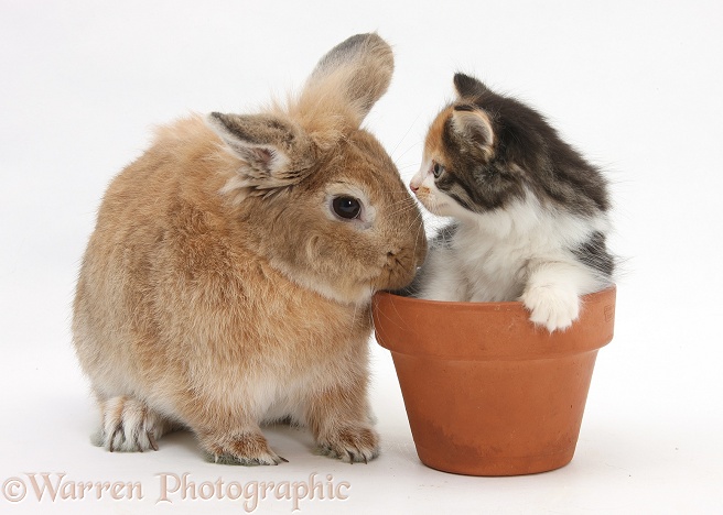 Sandy rabbit and tabby tortoiseshell Maine Coon-cross kitten, 7 weeks old, in a flowerpot, white background