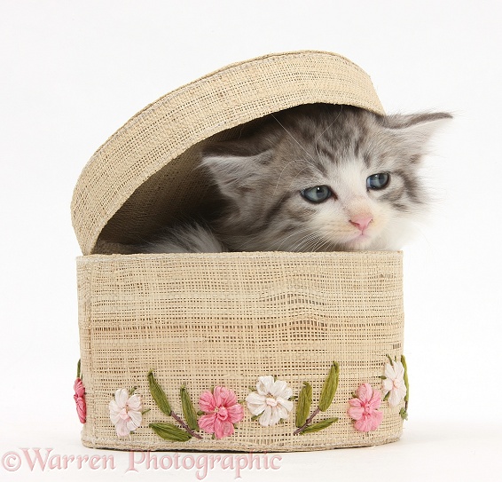 Maine Coon-cross kitten, 7 weeks old, in a basket, white background