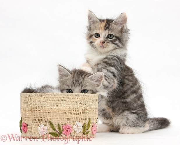 Maine Coon-cross kittens, 7 weeks old, with a basket, white background