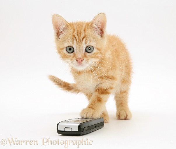 Ginger kitten Benedict with a mobile phone, white background