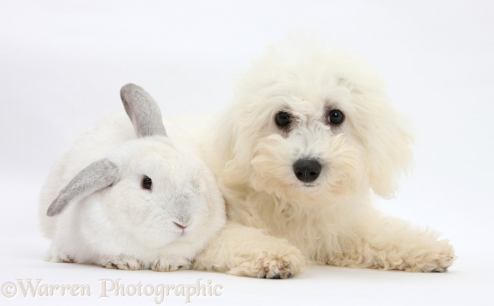 Bichon Frise dog, Louie, 4 months old, with a white rabbit, white background