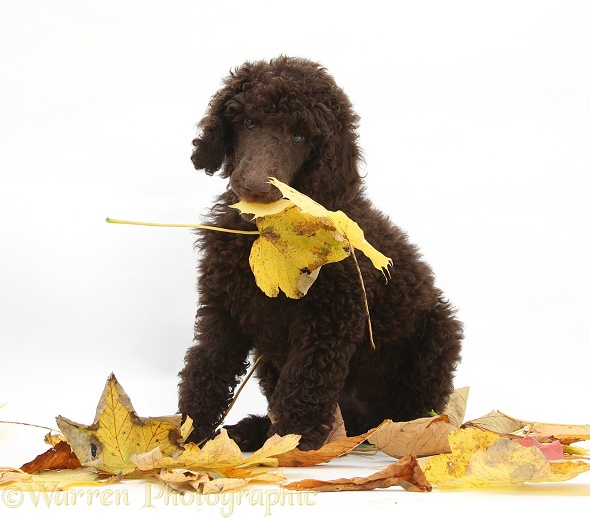Chocolate Standard Poodle pup, Tara, 8 weeks old, with autumn leaves, white background