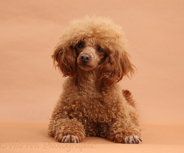 Red Toy Poodle, Reggie, 1 years old