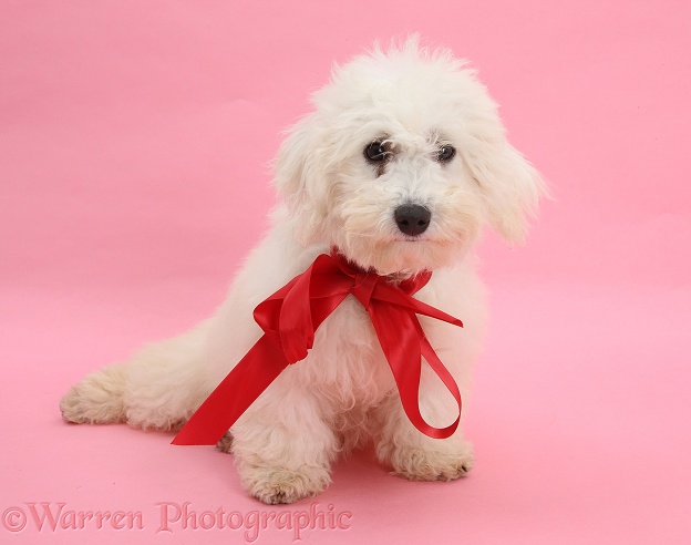 Bichon Frise dog, Louie, 4 months old, wearing a red ribbon