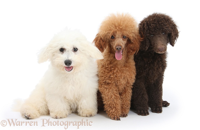 Chocolate Standard Poodle pup, Tara, 8 weeks old, with adult Red Toy Poodle, Reggie, 1 years old, and Bichon Frise dog, Louie, 4 months old, white background