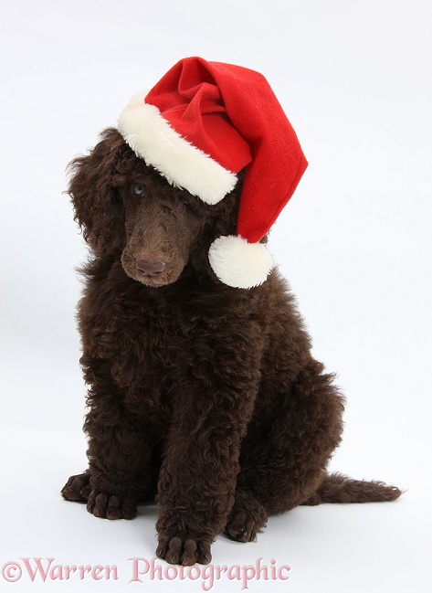 Chocolate Standard Poodle pup, Tara, 8 weeks old, wearing a Father Christmas hat, white background