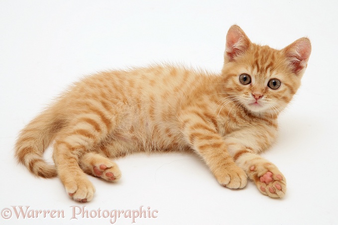 British Shorthair red tabby kitten lying down, white background