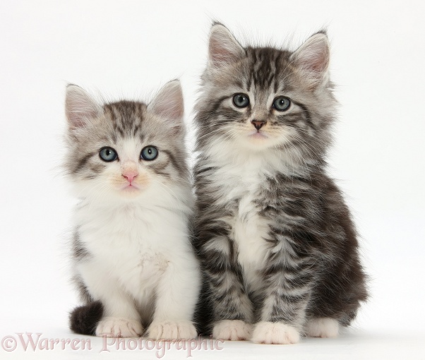 Maine Coon-cross kittens, 7 weeks old, white background