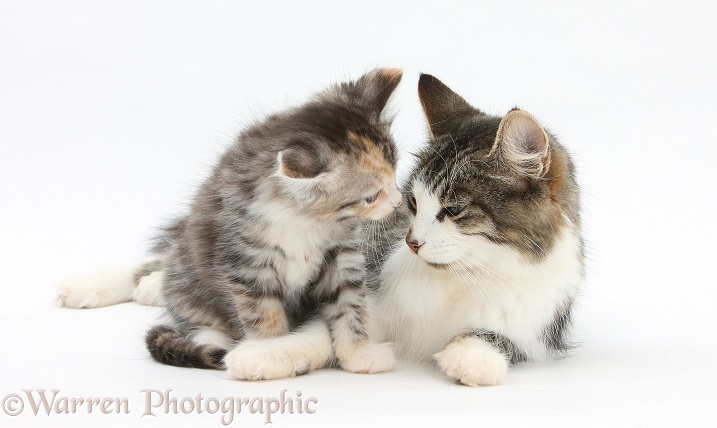 Mother cat and kitten, 7 weeks old, white background