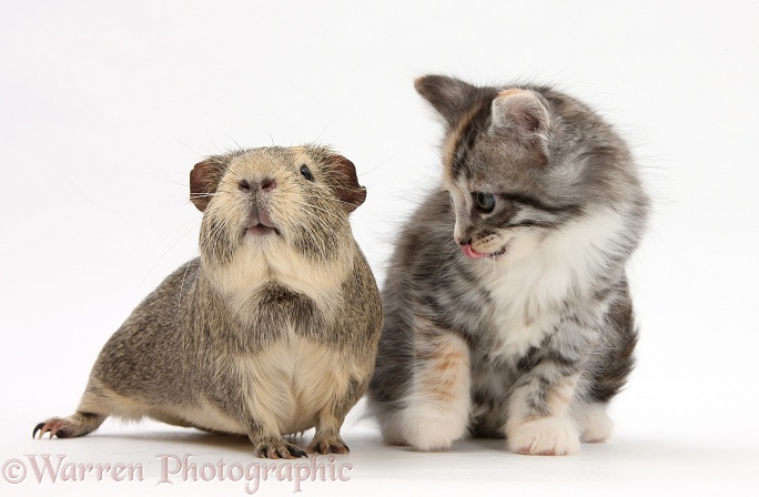 Guinea pig and Maine Coon-cross kitten, 7 weeks old, white background