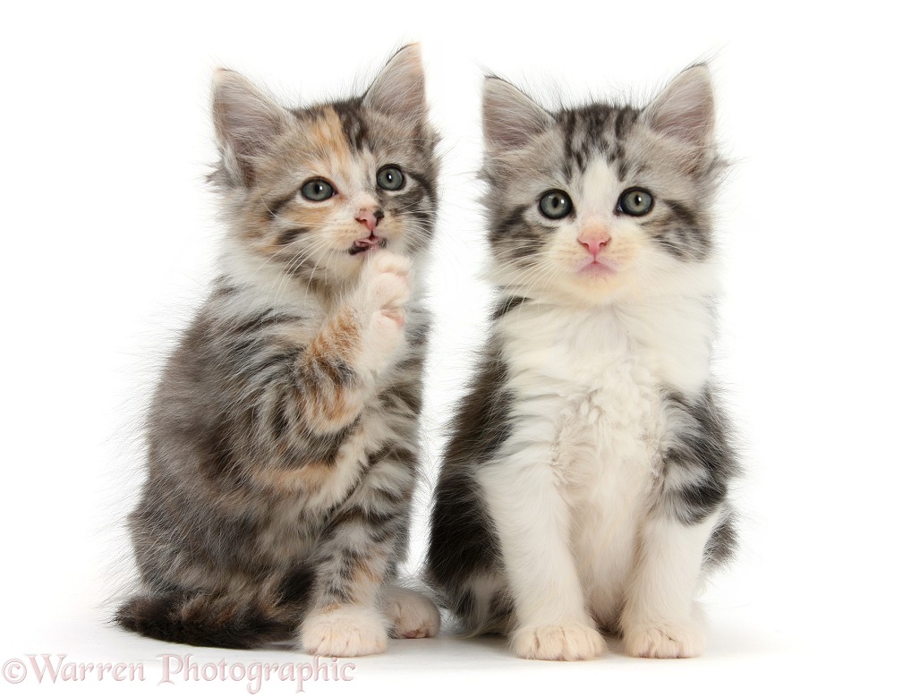 Maine Coon-cross kittens, 7 weeks old, white background