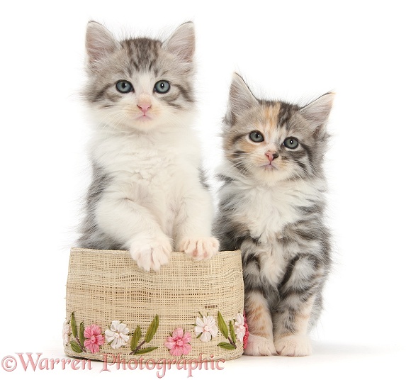 Maine Coon-cross kittens, 7 weeks old, with a basket, white background