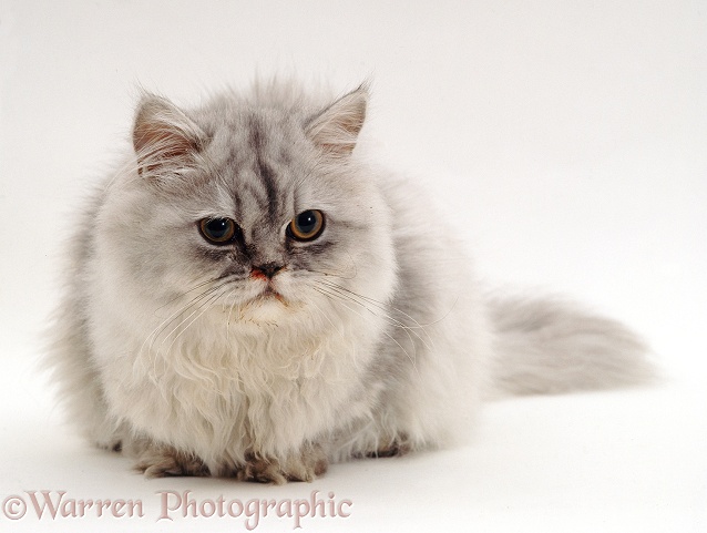 Sad looking Chinchilla Persian cat with weepy eyes and nasal discharge, has been sneezing blood, white background