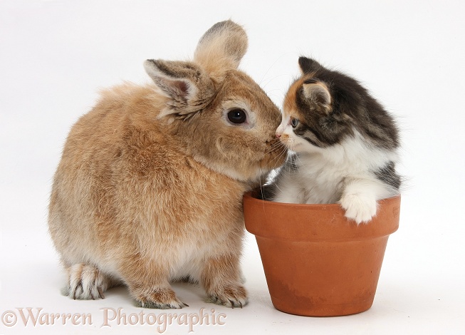 Sandy rabbit and tabby tortoiseshell Maine Coon-cross kitten, 7 weeks old, in a flowerpot, white background