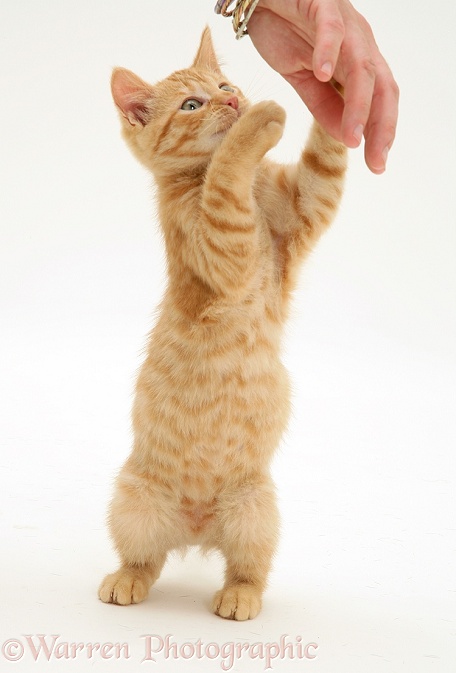 Ginger kitten Sparkle, 10 weeks old, grabbing a person's hand, white background