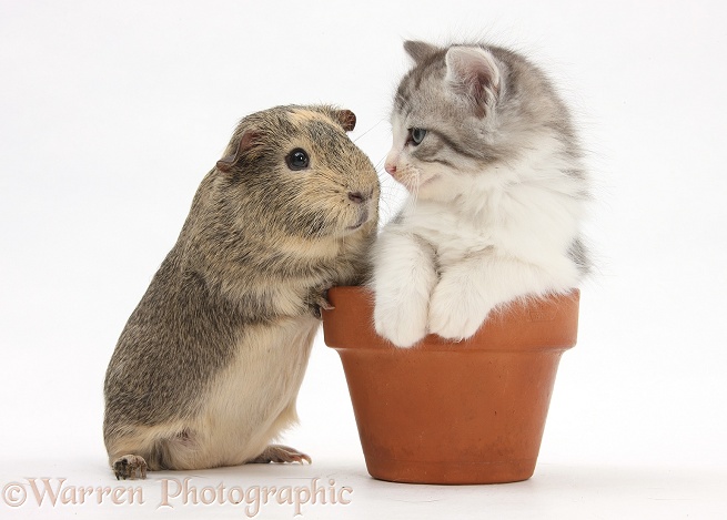 Guinea pig with Maine Coon-cross kitten in flowerpot, white background