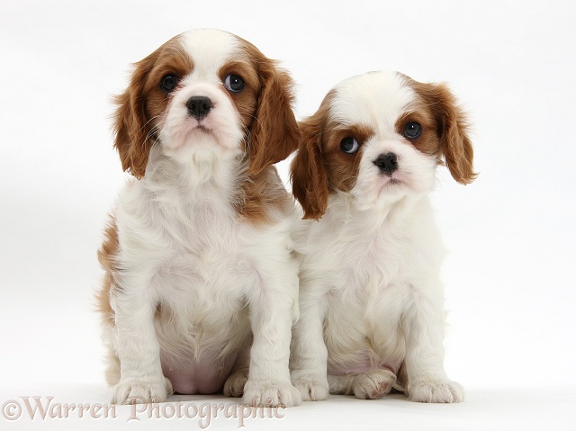 Blenheim Cavalier King Charles Spaniel pups, white background