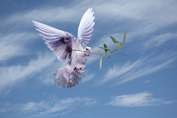 A white dove carries the olive branch of peace