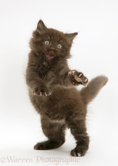 Chocolate kitten, Cocoa, dancing on hind legs, white background