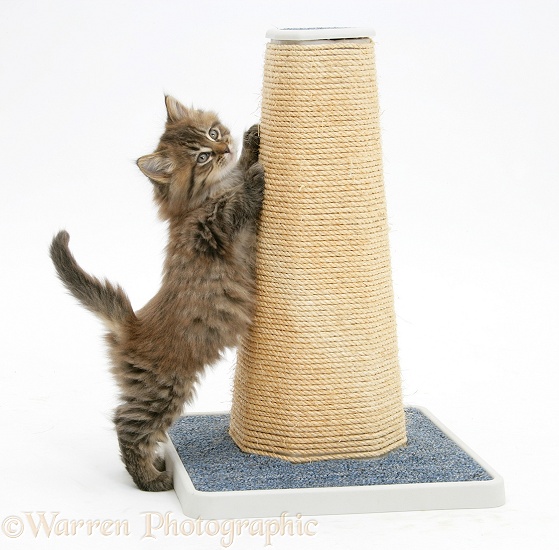 Maine Coon kitten, 7 weeks old, using a scratch post, white background