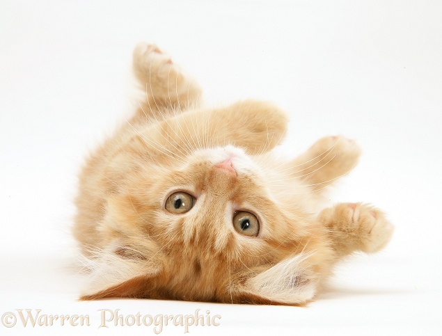 Ginger Maine Coon kitten rolling over, white background