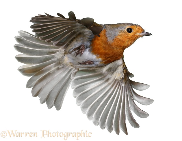 European Robin in flight.  Europe, white background