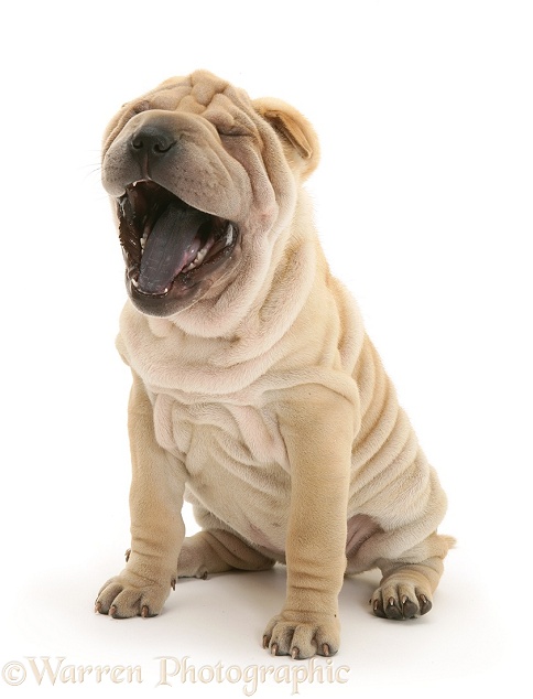Shar-pei puppy, Beanie, yawning, white background