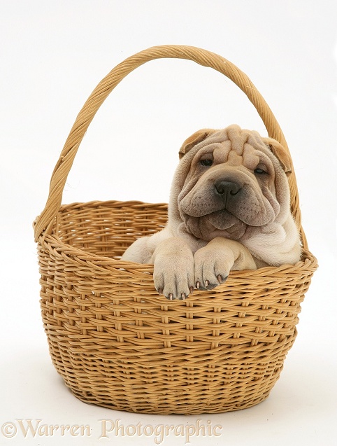 Shar-pei puppy, Beanie, in a wicker basket, white background