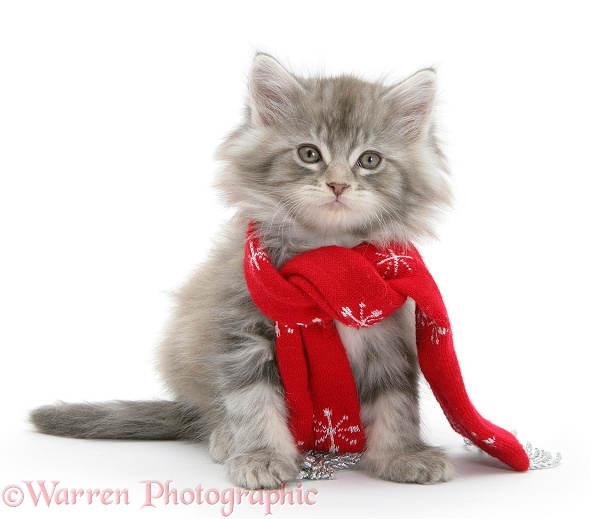 Maine Coon kitten wearing a Christmas scarf, white background