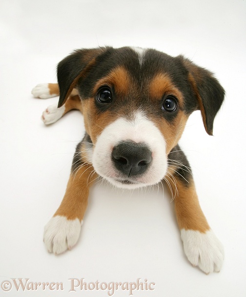 Tricolour Border Collie pup looking up, white background