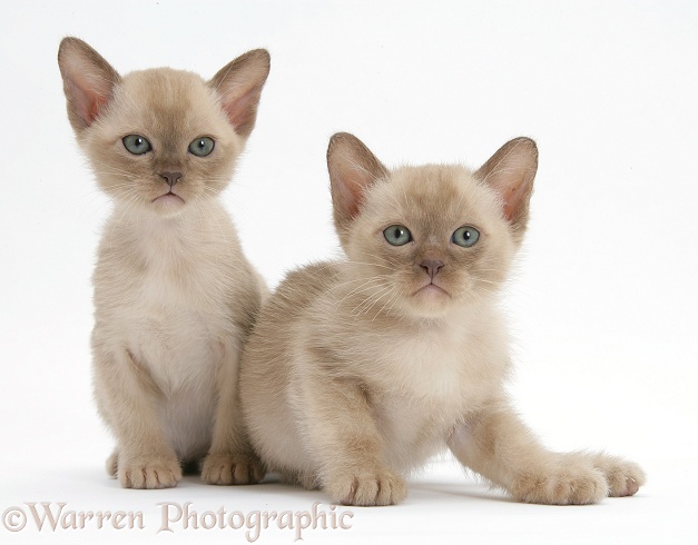 Burmese kittens, 7 weeks old, white background