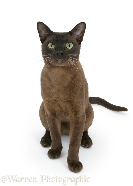 Burmese male cat, Murray, 9 months old, sitting, white background