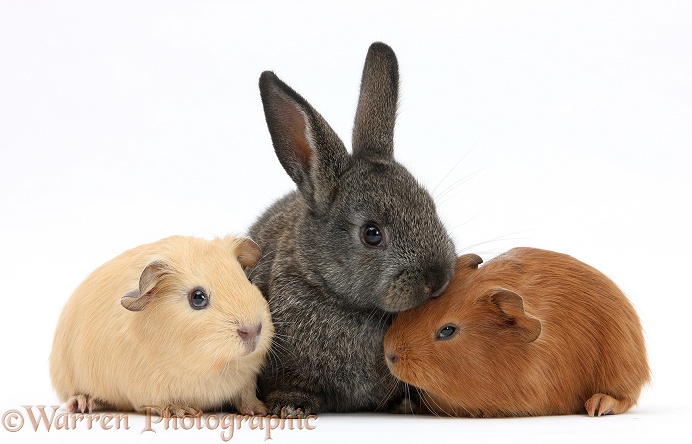 Baby agouti rabbit and baby red and yellow Guinea pigs, white background