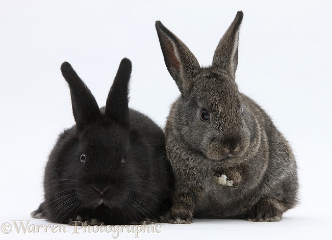 Baby agouti and black rabbits, white background