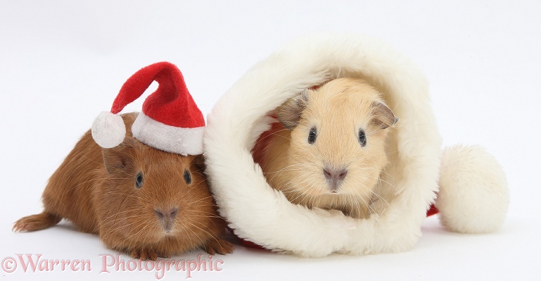 Baby Guinea pigs with Father Christmas hats, white background