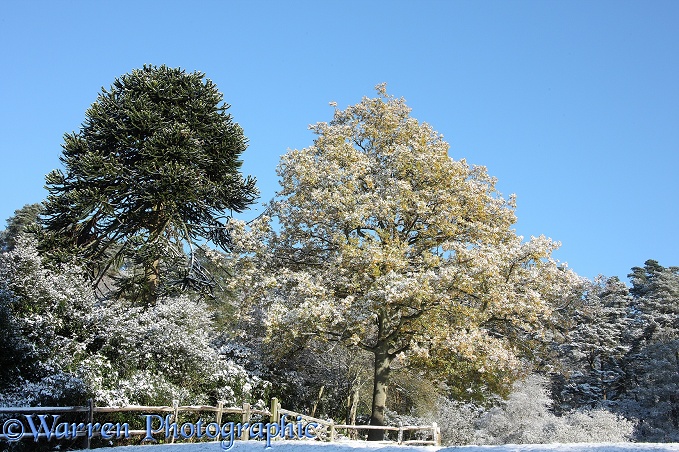 Autumnal oak tree with snow.  Surrey, England