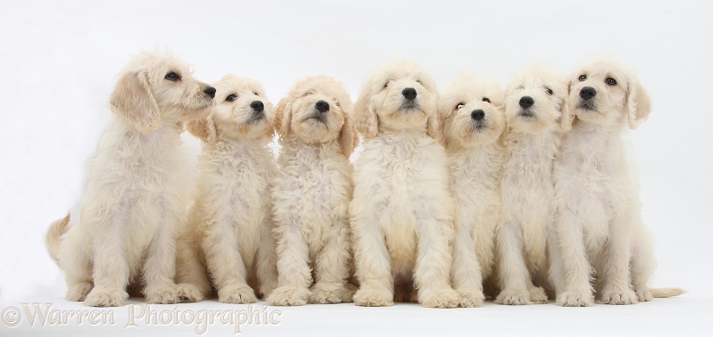 Seven Labradoodle pups, 9 weeks old, white background