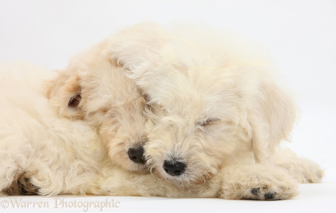 Sleepy Labradoodle pups, 9 weeks old, white background