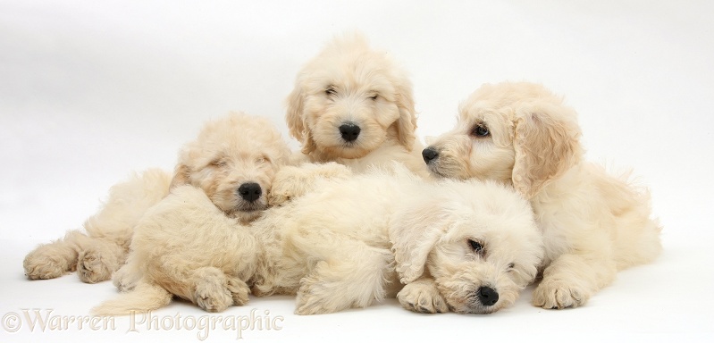Four sleepy Labradoodle pups, 9 weeks old, white background