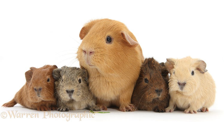 Red mother Guinea pig with four colourful babies, white background