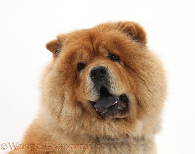 Chow Chow dog, Chico, white background