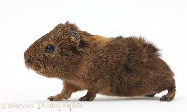 Baby red agouti Guinea pig, white background