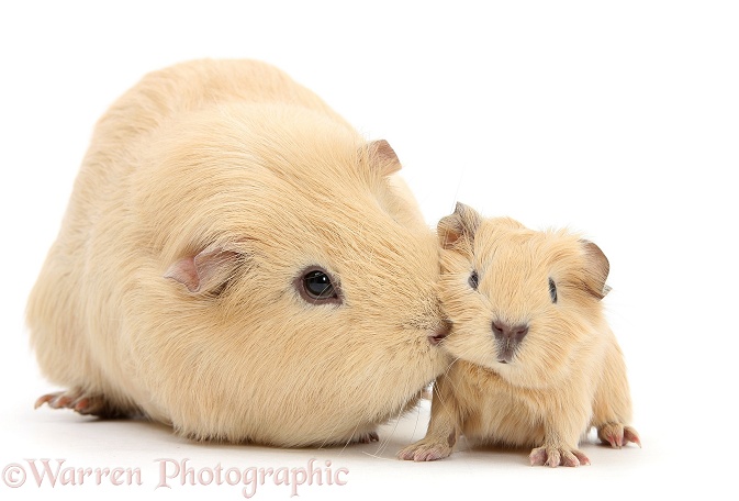 Yellow mother and baby Guinea pigs, white background