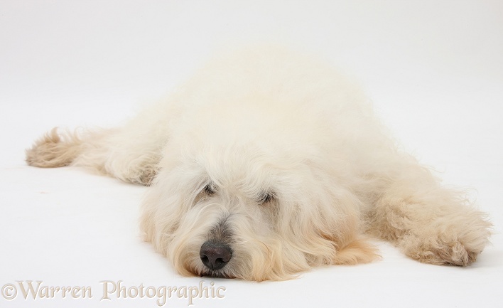 White Labradoodle bitch lying with her chin on the floor, white background