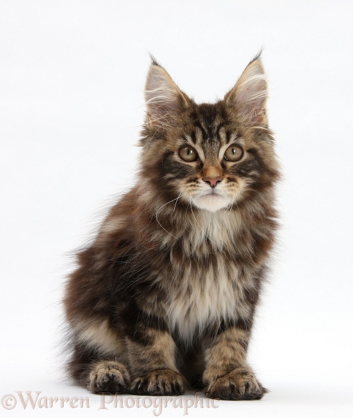 Tabby Maine Coon kitten, Logan, 12 weeks old, white background