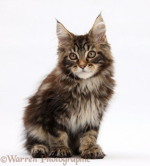 Tabby Maine Coon kitten, Logan, 12 weeks old, white background