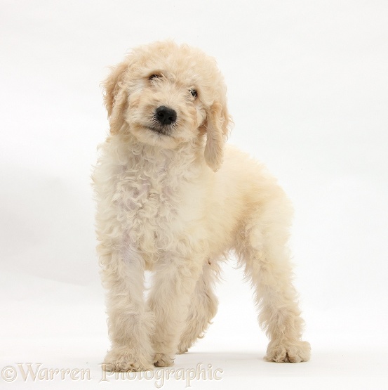 Labradoodle pup, 9 weeks old, white background