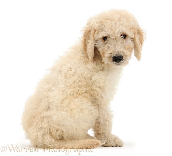 Labradoodle pup, 9 weeks old, looking over its shoulder, white background